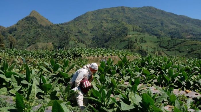 Kulitas-Tembakau-Lebih-Baik-290619-aez-1-e1591238446136